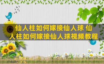 仙人柱如何嫁接仙人球 仙人柱如何嫁接仙人球视频教程